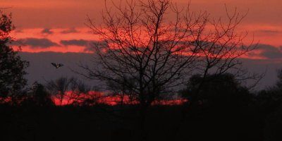 Sterne_Fledermaus 400x200