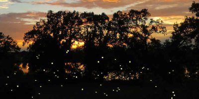 Sterne_Glühwürmchen 400x200